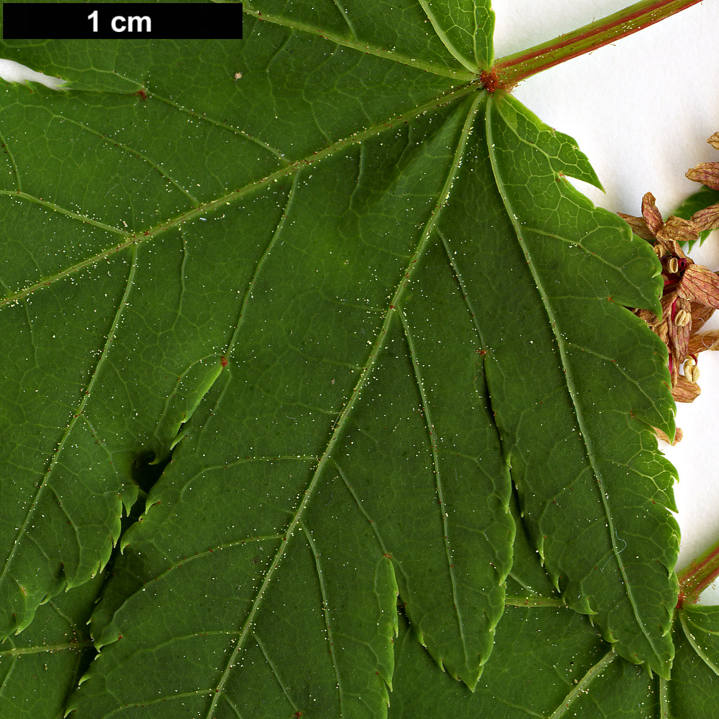 High resolution image: Family: Sapindaceae - Genus: Acer - Taxon: tschonoskii - SpeciesSub: var. australe